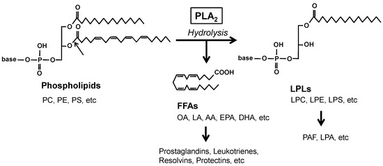 Biomolecules 13 00668 g001 550