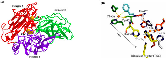 Catalysts 13 00750 g001 550