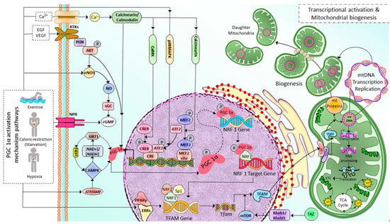 Cells 12 01223 g001 550