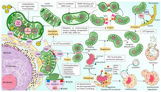 Cells 12 01223 g002 550