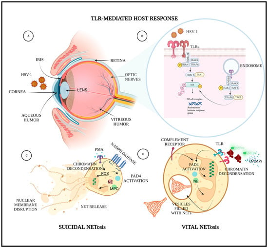 Pathogens 12 00209 g001 550