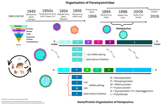 Immuno 03 00011 g001 550