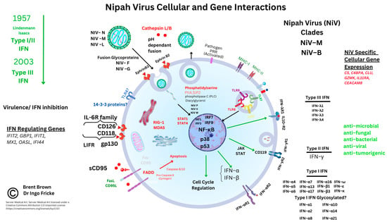 Immuno 03 00011 g002 550