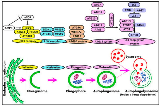 Cells 12 01322 g001 550