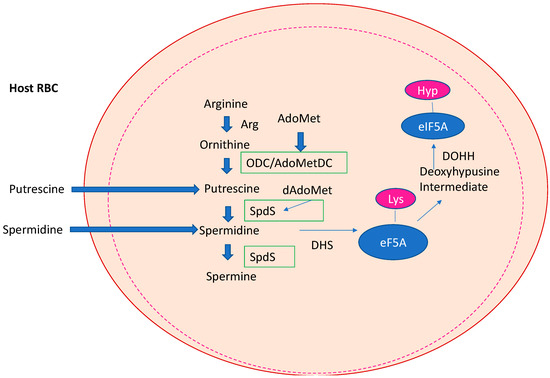 Biomolecules 13 00803 g004 550