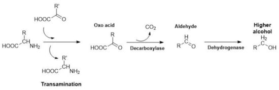 On the Origin of Free and Bound Staling Aldehydes in Beer