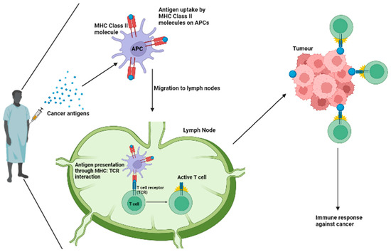 Immuno 03 00013 g002 550