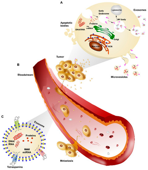 Biomedicines 09 00312 g001 550