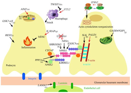 Biomedicines 11 01803 g001 550