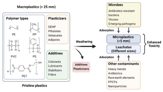 Pathogens 12 00888 g003 550