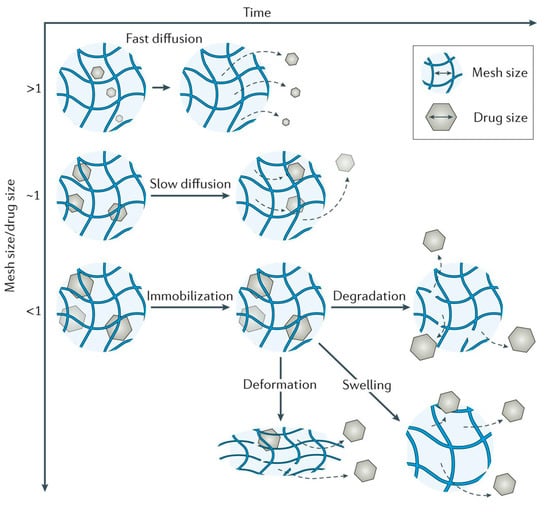 Hydrogels as Potential Drug Delivery Systems | Encyclopedia MDPI