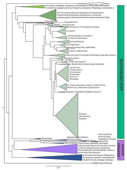 Microorganisms 11 01830 g004 550