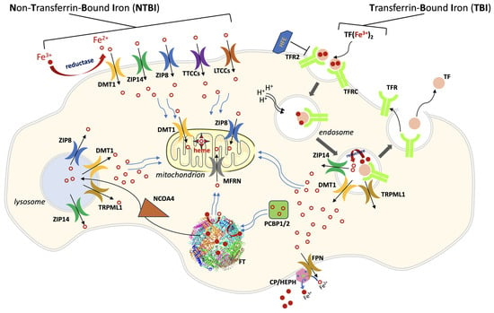 Biomolecules 13 01172 g001 550