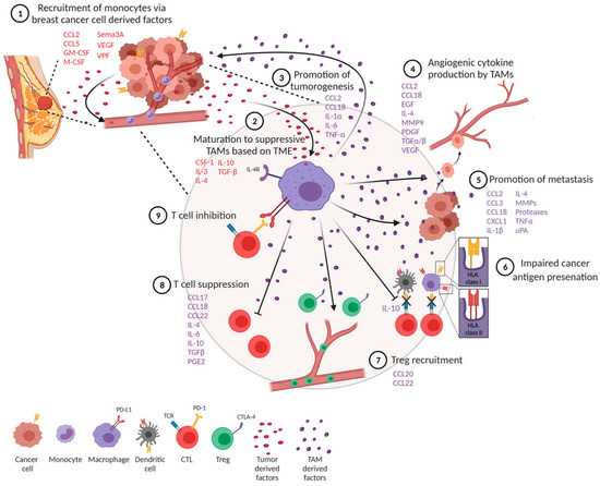 Biomedicines 11 02142 g001 550