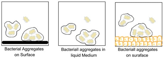 Microorganisms 11 01934 g005 550