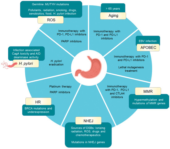 Cancers 15 03788 g001 550