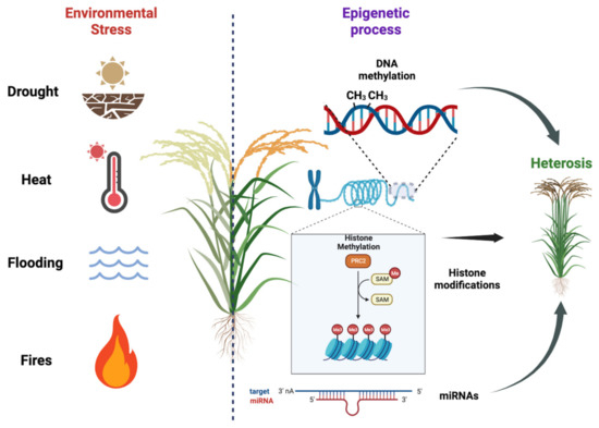 Epigenomes 07 00014 g002 550