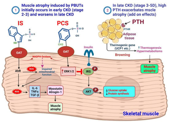 Biomedicines 11 02076 g002 550