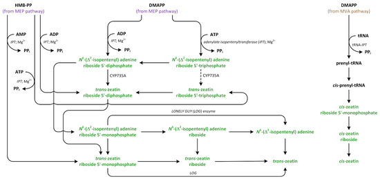 Metabolites 13 00884 g010 550