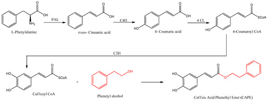 Antioxidants 12 01500 g002 550