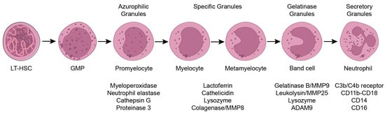 Cells 12 01981 g001 550