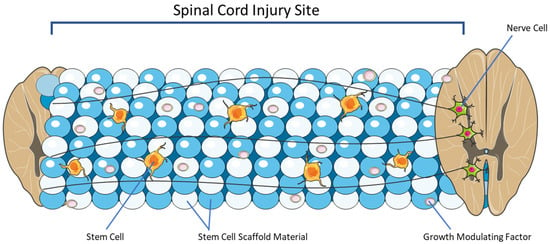 Biomechanics 03 00028 g003 550