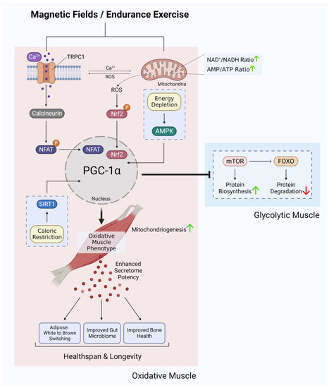 Bioengineering 10 00956 g003 550