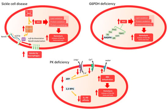 Biomolecules 13 01262 g002