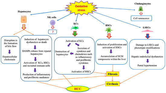 Antioxidants 12 01653 g003