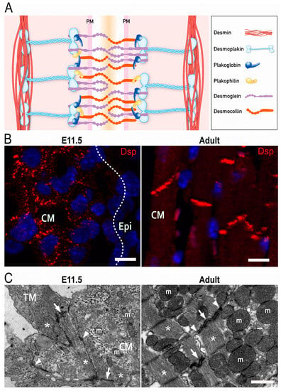 Cells 12 02122 g001