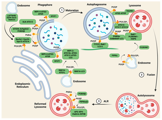 Biomolecules 13 01297 g004