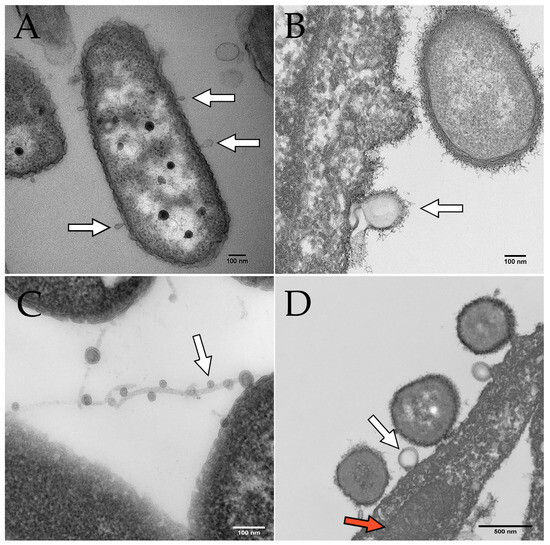 Membranes 13 00752 g002