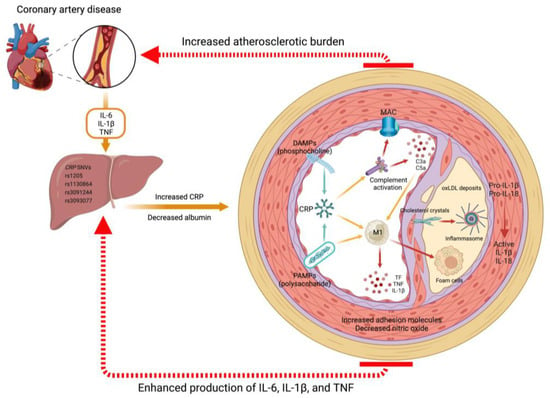 Biomedicines 11 02444 g002