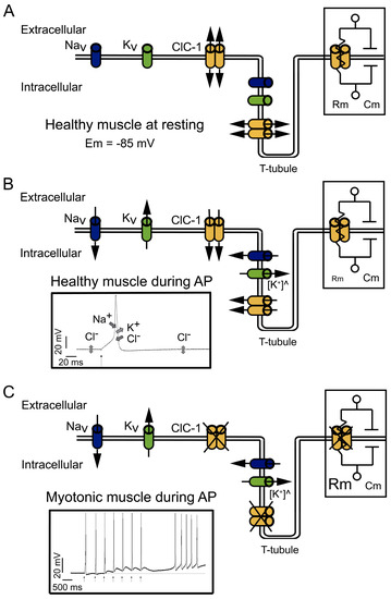 Biomedicines 11 02622 g001