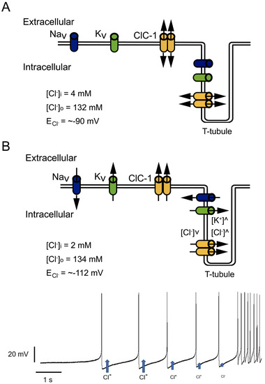 Biomedicines 11 02622 g004