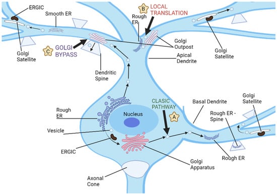 Brainsci 13 01363 g002