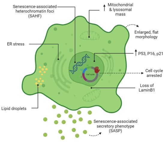 Cells 12 02341 g001