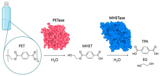 Biomolecules 13 01407 g001