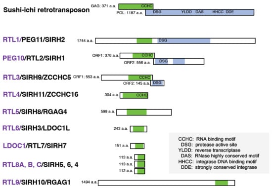 Biomolecules 13 01436 g001