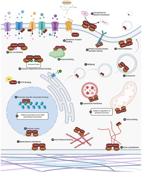 Biomolecules 13 01450 g004