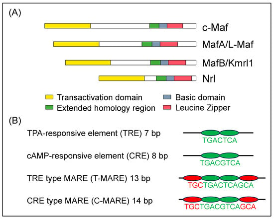 Genes 14 01883 g001