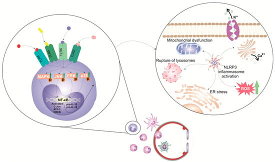 Cells 12 02327 g001