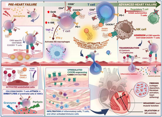 Cells 12 02377 g001