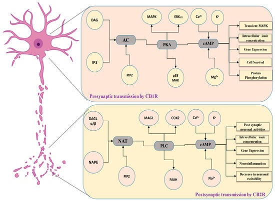 Biomedicines 11 02642 g002