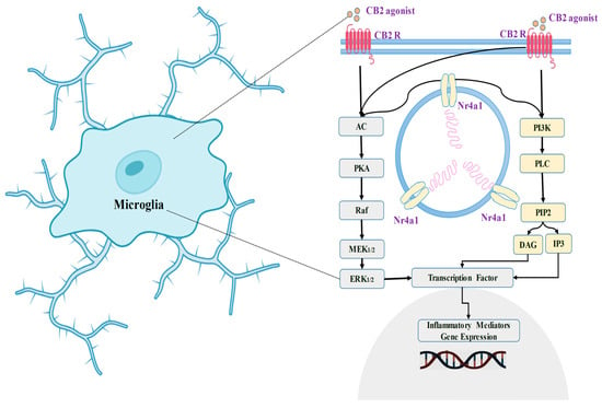 Biomedicines 11 02642 g004