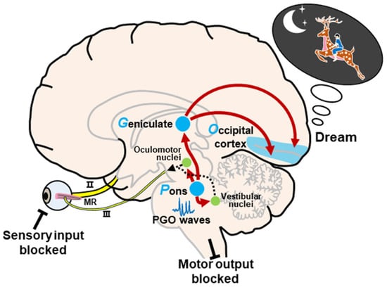 Brainsci 13 01350 g002