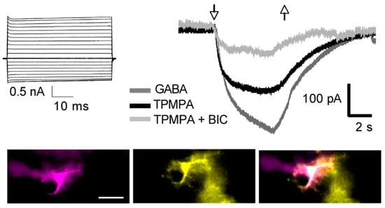 Neuroglia 04 00017 g002