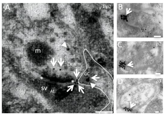 Neuroglia 04 00017 g003