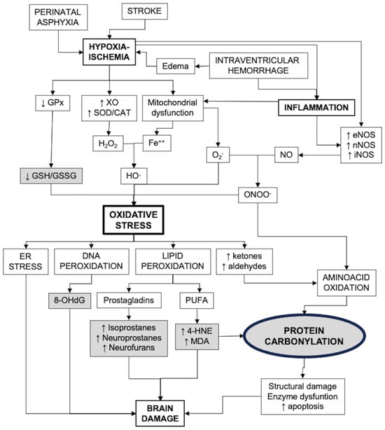 Antioxidants 12 01839 g001