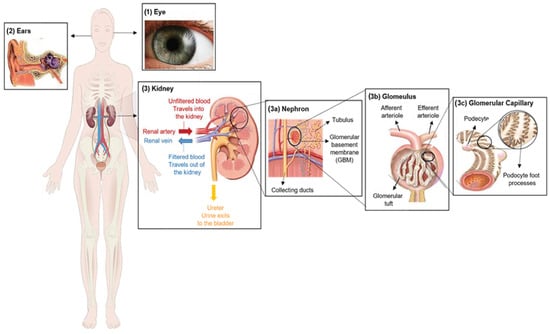 Biomedicines 11 02762 g001